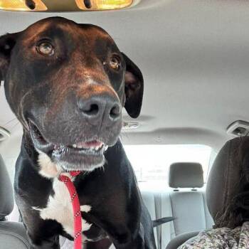 Pit Bull Terrier Dogs Available for Adoption in Turlock, California - Buddy | PetCurious