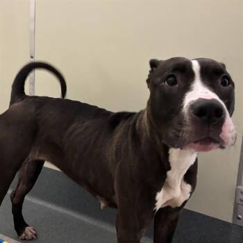 BONNIE -  Pit Bull Terrier Dog for Adoption in St. Louis, Missouri - BONNIE | PetCurious