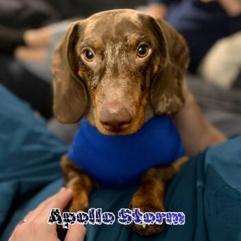 Dachshund Dogs Available for Adoption in San Antonio, Texas - Apollo Storm | PetCurious