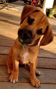 Rico -  Bluetick Coonhound and Mixed Breed Dog for Adoption in Blairstown, New Jersey - Rico | PetCurious