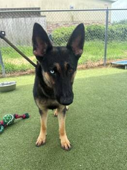 A185507 -  German Shepherd Dog Dog for Adoption in Pasadena, Texas - A185507 | PetCurious