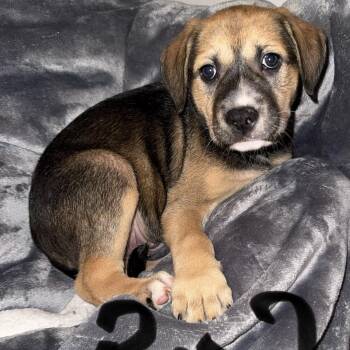 Pit Bull Terrier and Australian Cattle Dog Blue Heeler Dogs Available for Adoption in Weatherford, Texas - PUPPY BOY 2 | PetCurious