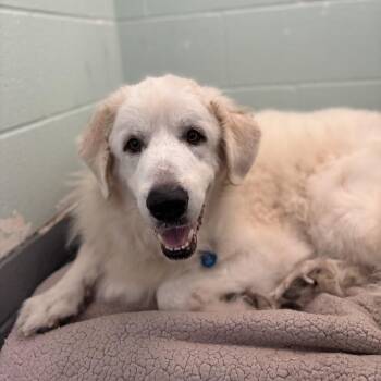 Rutherford--In Foster -  Great Pyrenees Dog for Adoption in Fargo, North Dakota - Rutherford--In Foster | PetCurious