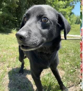 Jessie -  Labrador Retriever and Retriever Dog for Adoption in Louisa, Virginia - Jessie | PetCurious