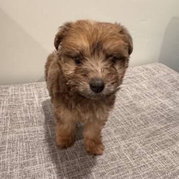 Maltipoo and Spaniel Dogs Available for Adoption - Bandit | PetCurious
