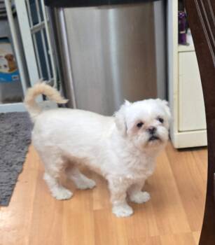Frosty -  Shih Tzu Dog for Adoption in Harrisville, Utah - Frosty | PetCurious