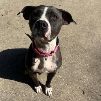 Ariel -  American Staffordshire Terrier Dog for Adoption in Grand Rapids, Michigan - Ariel | PetCurious