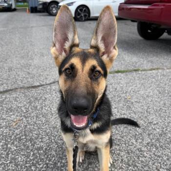 Pasha -  German Shepherd Dog Dog for Adoption in Hampton Bays, New York - Pasha | PetCurious