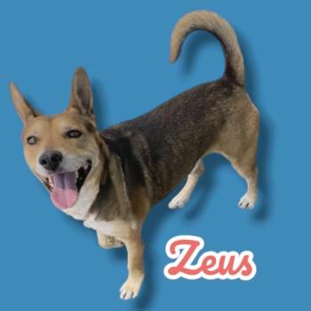German Shepherd Dog and Mixed Breed Dogs Available for Adoption in Scottsdale, Arizona - Zeus | PetCurious