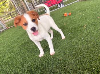 Christian -  Mixed Breed Dog Available for Adoption in New York, New York - Christian | PetCurious