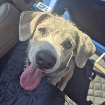 Max -  Mixed Breed Dog for Adoption in Blue Island, Illinois - Max | PetCurious