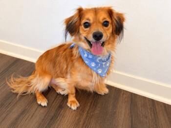 Benji Boujee Bear Pocket-Size Golden Boy -  Dachshund and Chihuahua Dog for Adoption in Friendswood, Texas - Benji Boujee Bear Pocket-Size Golden Boy | PetCurious