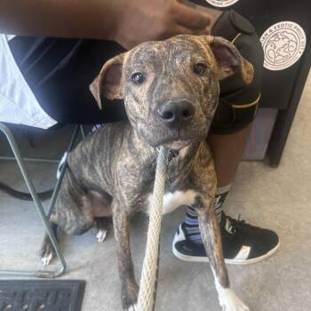 Zillo -  Mixed Breed Dog for Adoption in Philadelphia, Pennsylvania - Zillo | PetCurious