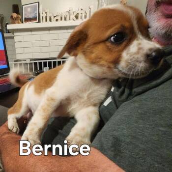 Bernice -  Australian Shepherd and Cattle Dog Dog for Adoption in Normal, Illinois - Bernice | PetCurious