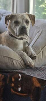 Rescue Cattle Dog Dogs for Adoption in Wildomar, California - Willow | PetCurious