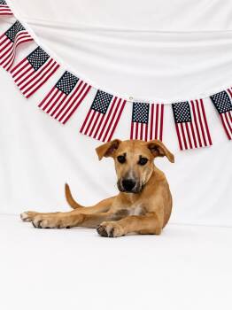 Queso -  Mixed Breed Dog for Adoption in Chickasha, Oklahoma - Queso | PetCurious