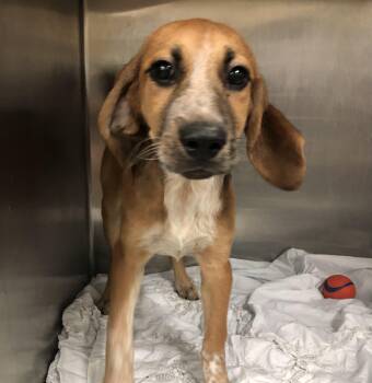 Millie -  Hound Dog for Adoption in Parma, Ohio - Millie | PetCurious