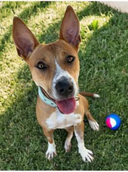 Kathie -  American Staffordshire Terrier Dog for Adoption in Kingman, Arizona - Kathie | PetCurious
