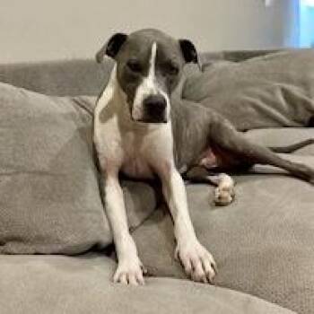 Rescue American Staffordshire Terrier Dogs for Adoption in Hurricane, Utah - Kane | PetCurious