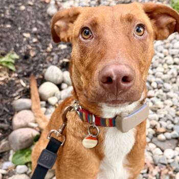 MOSEY -  Mixed Breed Dog for Adoption in Toronto, Ontario - MOSEY | PetCurious