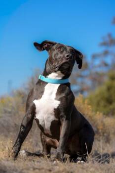 Stetson -  American Staffordshire Terrier Dog for Adoption in Redmond, Oregon - Stetson | PetCurious