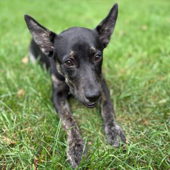 Rescue Mixed Breed Dogs for Adoption in Buffalo, Minnesota - Jersey | PetCurious