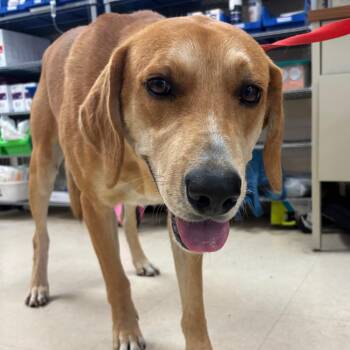 Hound Dogs Available for Adoption in Lake Panasoffkee, Florida - Alexander | PetCurious