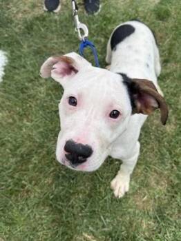 Joy -  Mixed Breed Dog for Adoption in West Chester, Pennsylvania - Joy | PetCurious