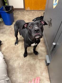 Mixed Breed Dogs Available for Adoption - Bunny | PetCurious