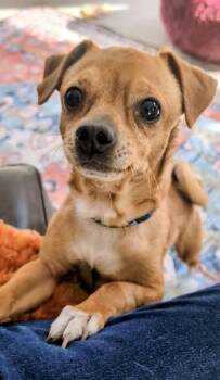 Rescue Pug and Chihuahua Dogs for Adoption in Weare, New Hampshire - Scout | PetCurious