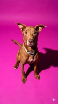 TEDDY GRAHAMS -  Mixed Breed Dog for Adoption in Jacksonville, Florida - TEDDY GRAHAMS | PetCurious