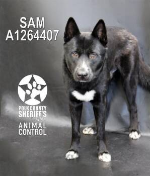 German Shepherd Dog Dogs Available for Adoption in Winter Haven, Florida - SAM | PetCurious