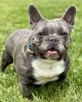Kit Kat -  French Bulldog Dog for Adoption in Malvern, Pennsylvania - Kit Kat | PetCurious