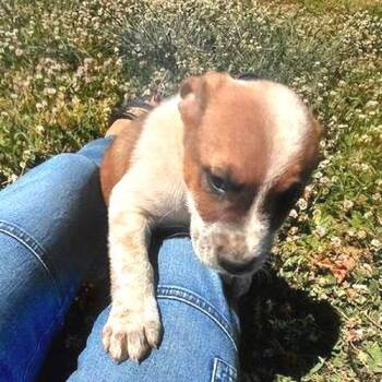 Australian Cattle Dog Blue Heeler and Boxer Dogs Available for Adoption in Rutherfordton, North Carolina - Gunner | PetCurious