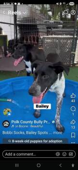 Pointer Dogs Available for Adoption in Lakeland, Florida - Bailey Spots | PetCurious