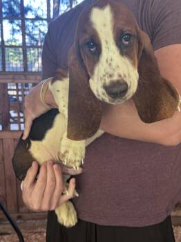 Beau, Boone, Banjo, Biscuit & Bubba -  Basset Hound Dog for Adoption in Puyallup, Washington - Beau, Boone, Banjo, Biscuit & Bubba | PetCurious