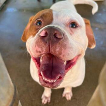 Carlo -  Mixed Breed Dog for Adoption in Huntington, West Virginia - Carlo | PetCurious