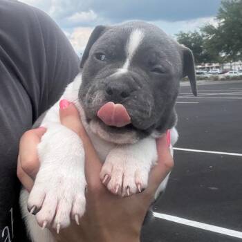 Hippo -  Boxer and Mixed Breed Dog for Adoption in North Charleston, South Carolina - Hippo | PetCurious