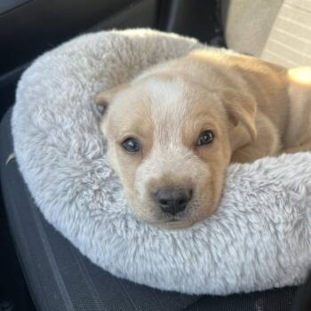 Mixed Breed Dogs Available for Adoption in Gainesville, Florida - Pearl | PetCurious