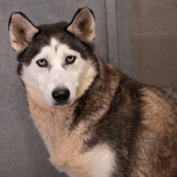 Rescue Siberian Husky Dogs for Adoption in Peyton, Colorado - Asia (S25-98) | PetCurious
