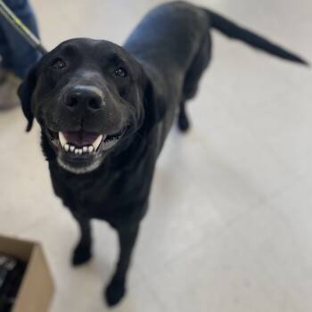 Rescue Black Labrador Retriever Dogs for Adoption in Jacksboro, Tennessee - Rickard Ridge | PetCurious