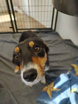 Pink Lady -  Australian Shepherd Dog for Adoption in Bolivar, Missouri - Pink Lady | PetCurious