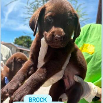 Brock -  Chocolate Labrador Retriever Dog for Adoption in Tampa, Florida - Brock | PetCurious
