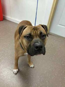 Rescue Mixed Breed Dogs for Adoption in South Bend, Indiana - Elroy | PetCurious