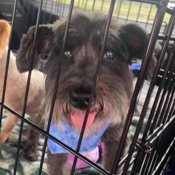 Toby George -  Miniature Schnauzer Dog for Adoption in Houston, Texas - Toby George | PetCurious