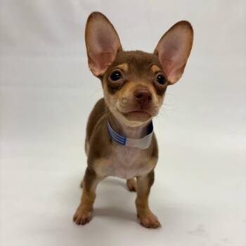 797 (2026) Penelope -  Chihuahua Dog for Adoption in Parker, Colorado - 797 (2026) Penelope | PetCurious