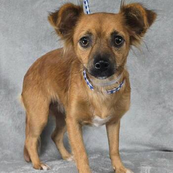 FOSTER NEEDED - Cassia -  Chihuahua and Dachshund Dog for Adoption - FOSTER NEEDED - Cassia | PetCurious