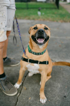 Rescue Mixed Breed Dogs for Adoption in New Orleans, Louisiana - Petunia | PetCurious