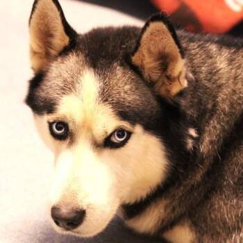 26-01397 KENAI -  Husky Dog for Adoption in Fredericksburg, Virginia - 26-01397 KENAI | PetCurious