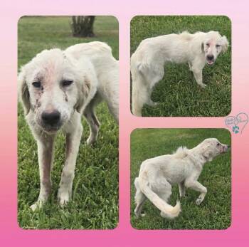 Rescue Retriever Dogs for Adoption in Brookshire, Texas - Whisper | PetCurious
